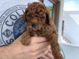 Kırmızı Toy Poodle Yavruları -- 3.5 kg, annesi ev köpeğimiz 