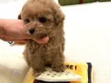 0-3 aylık Toy Poodle yavrularımız 