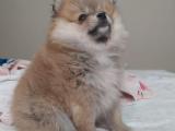 Pomeranian teddybear