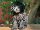 SİLVER TOY POODLE BEBEĞİMİZ