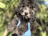 NADİR RENK SİLVER TOY POODLE DİŞİ ERKEK