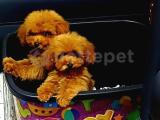 TİNYTOY POODLE 