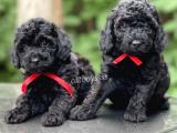 Siyah inci black toy poodle yavrularımız (Dişi,erkek)