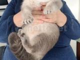 British shorthair