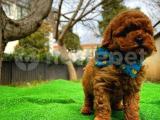 Toy Poodle Oğlumuz CARLO