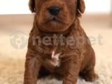 Red Toy Poodle Rezerveye Açılmıstır 