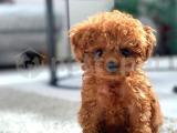 OYUNCU TOY POODLE YAVRULARIMIZ