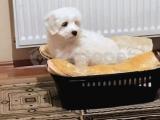 3 aylık Maltese Terrier Yavrumuz