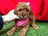 ANNE ALTINDAN RED TOY POODLE YAVRULARIMIZ 