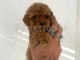 0 no red toy poodle oğlumuz 