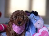 IRKININ EN İYİSİ RED TOY POODLE 