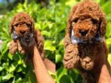 Anne Altından Orjinal Toy Poodle Yavrumuz