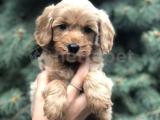 Babyface Red Maltıpoo