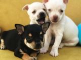 Teacup Chihuahua Yavrularımız 0552 358 1404