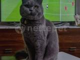 British shorthair Kedi