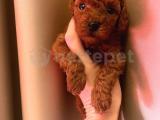 TOY POODLE 