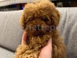 3 aylık kestane rengi toy poodle