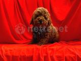 Toy Poodle Yavrularımız