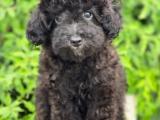 MİNYATÜR POODLE BLACK