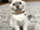 Blue point british shorthair