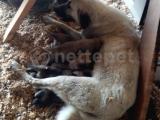Kangal yavrusu 35 günlük 8 yavru 3 erkek 5 dişi