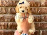 Apricot toy poodle dişi ve erkek yavrular @catboyssss da