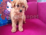 Toy poodle 