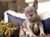 BLUE FRENCH BULLDOG EGZOTİK YAVRUMUZ 