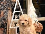 HER İLE GÖNDERİM SAĞLIYORUZ TOY POODLE YAVRULAR