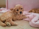 Yavru Toy Poodle