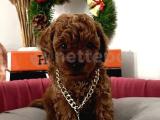 ORJİNAL DARK RED BROWN TOY POODLE BEBEKLERİMİZ (GARANTİLİ)