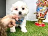 Anne Altından Birbirinden Sevimli Maltese Terrier Yavrularımız