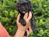 Siyah black toy poodle erkek yavrumuz