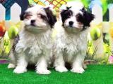 MALTİPOO YAVRU  