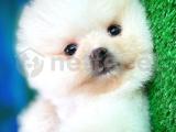 Çok tatlı Pomeranian Boo yavrumuz 