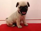 Mükemmel kalite muazzam bebek pug 