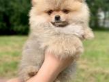 Gülen yüz mini Pomeranian