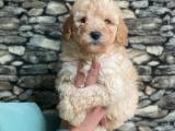 Veteriner hekimden ırk ve sağlık onaylı toy poodle