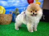 Enteresan Güzellikte Pomeranian Boo yavrumuz 