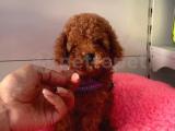 Red brown toy poodle 