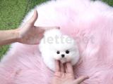 Minik ve Tatlı Pomeranian Boo Yavrular