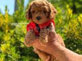 Anne altından sağlık garantili orjinal toy poodle