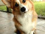 WELSH CORGİ 