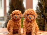 Toy Poodle Yavrular 