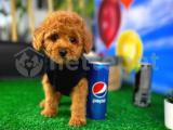 Toy poodle benzeri maltipoo disi