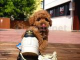 En iyi Irk Standartlarına Sahip ToyPoodle Yavrumuz