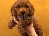 TOY POODLE EV ORTAMINDA BÜYÜYEN YAVRULARIM 