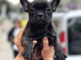 Muhtesem Kalite Brindle French Bulldog Yavrularimiz