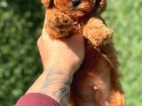 Her Renk Seçenegi ile Toy poodle Yavrularımız 