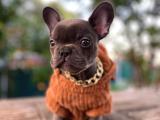 Irk ve sağlık garantili orjinal blue french bulldog yavrumuz 